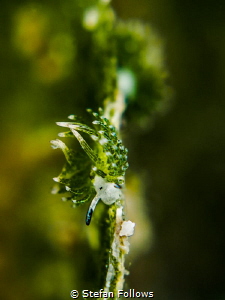 Slider. Nudibranch - Costasiella usagi. Mae Haad, Thailan... by Stefan Follows 
